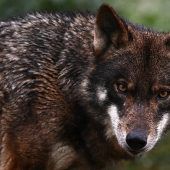 Schafe und Ziegen gerissen: Wolf hat womöglich auch in St. Gerold zugeschlagen. »A3