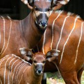 Hübsches Bongo