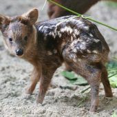 Kleine Stars im Zoo
