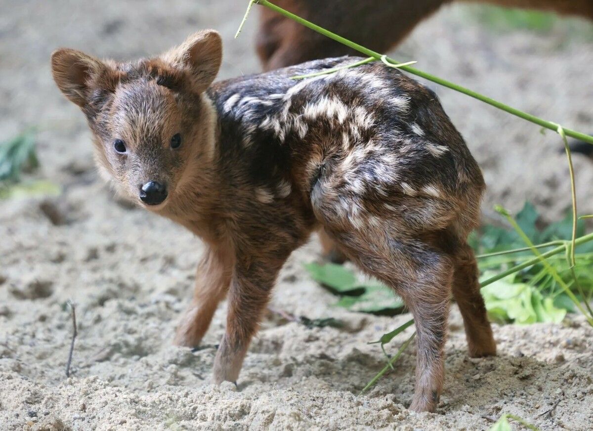 Kleine Stars im Zoo
