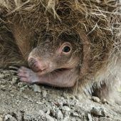 Kleiner Wombat