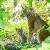 Luchs-Drillinge