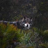 Wolf darf geschossen werden