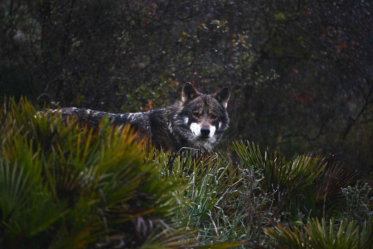 Im Großen Walsertal hat aller Wahrscheinlichkeit nach ein Wolf Nutztiere gerissen. ⇒AFP