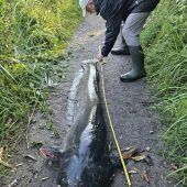 Welse lieben das Leben im Alten Rhein