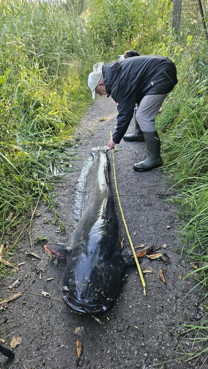 Jener Wels, der am Alten Rhein gefangen wurde, hatte ein riesengroßes Maul. Trotzdem ist der Fisch kaum gefährlich für Menschen. ⇒Ender