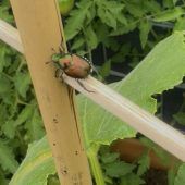 Hörbranzerin entdeckt Japankäfer im Garten: „Ich wollte eine Gurke pflücken“