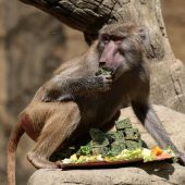 Paviane in Nürnberger Tiergarten wegen Platzmangel getötet