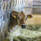Zu wenige Tierärzte in Ställen
