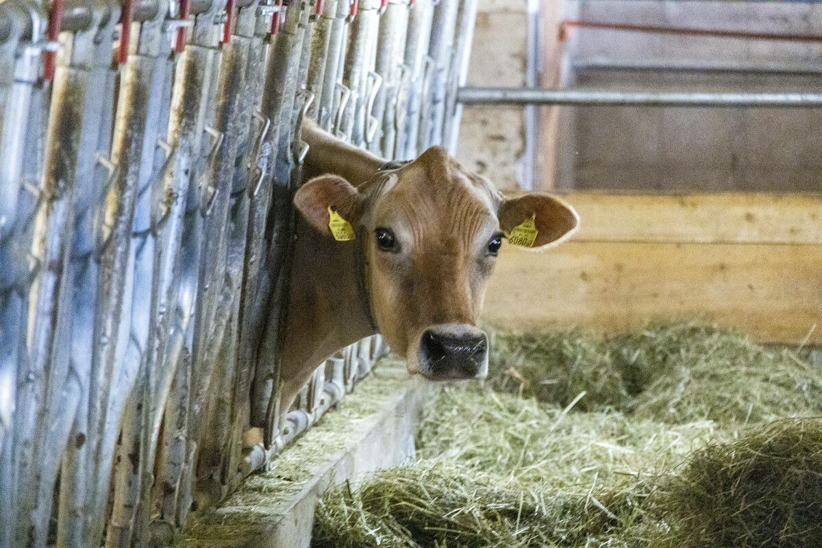 Medizinische Engpässe drohen auch in der Landwirtschaft. ⇒VN/Paultisch