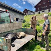 Vier tote Schafe und ein Verdächtiger
