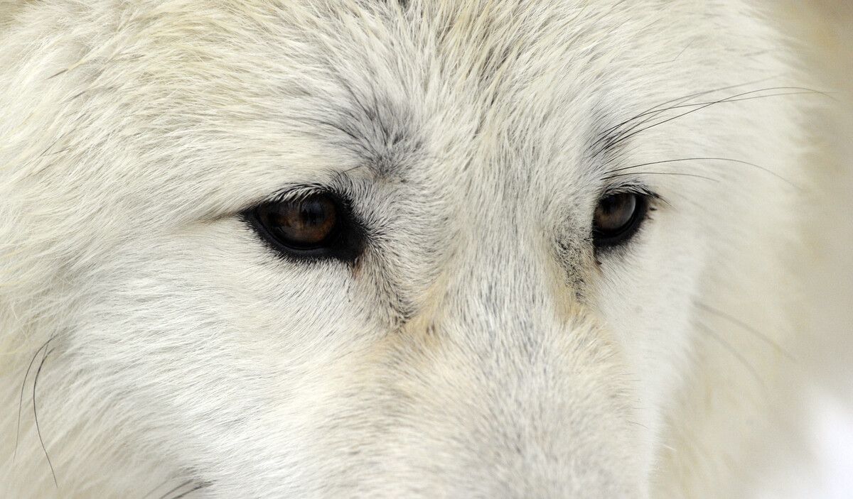War ein Wolf in Thüringerberg und St. Gerold am Werk? Vieles deutet darauf hin. ⇒APA/Pfarrhofer