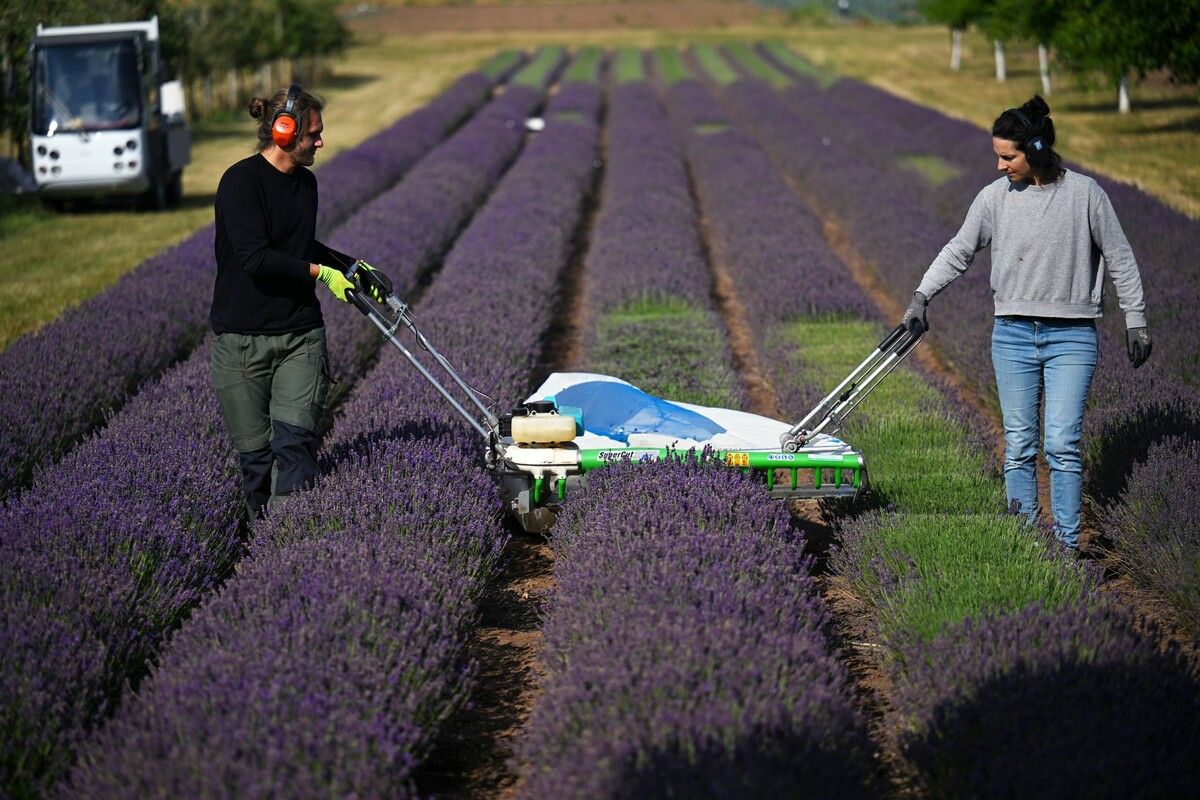Wissenschaftliche Mitarbeiter ernten Lavendel auf einem Versuchsfeld der Fachhochschule Erfurt.