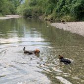 Badestellen für Hunde an der Ach