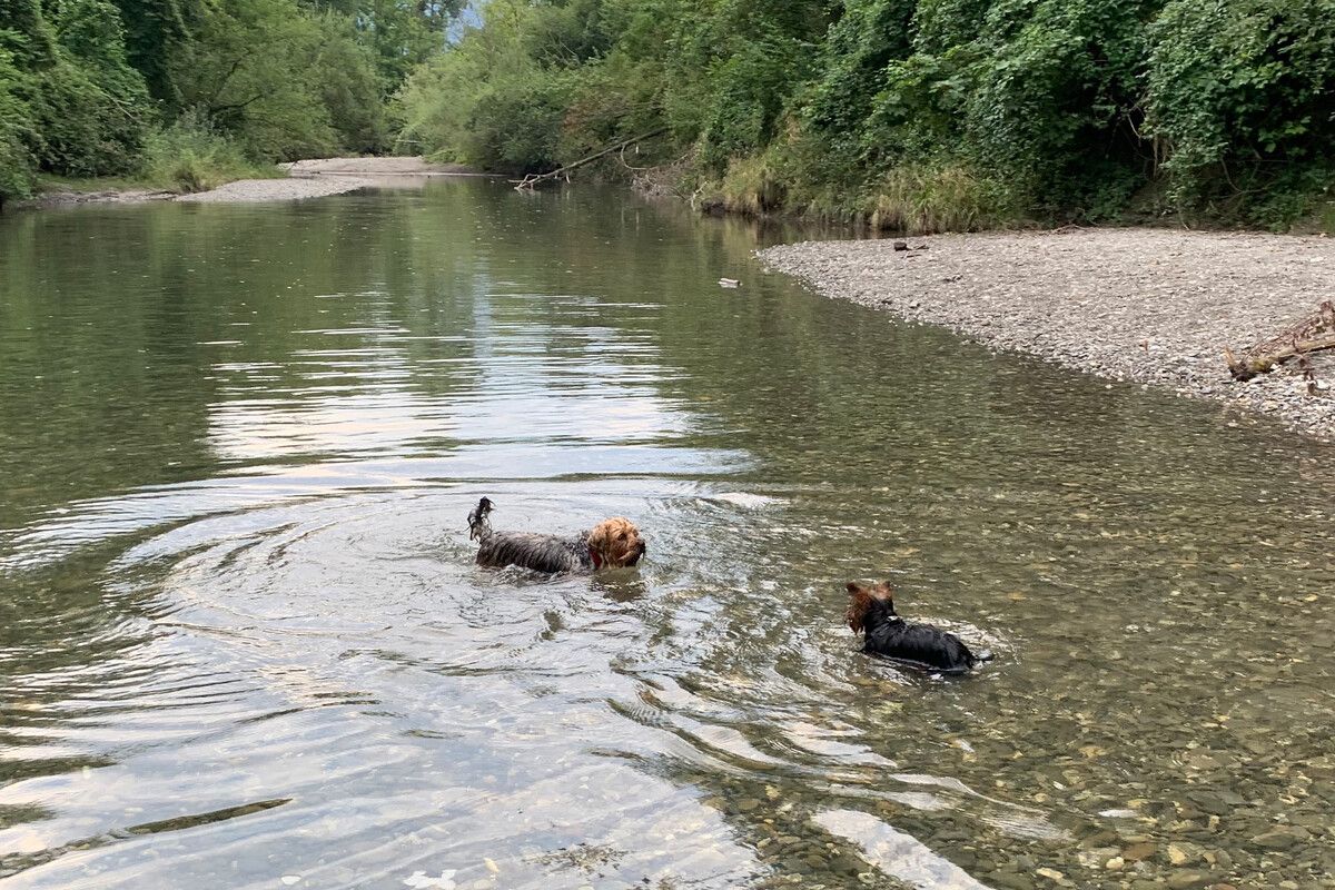 Zwei Badeplätze an der Dornbirner Ach stehen Hundehaltern und ihren Vierbeinern zur Verfügung.⇒Stadt