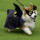 In Litauen warfen sich Corgis in Schale und rannten um die Wette