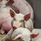 Forscher transplantieren erstmals eine Schweinelunge