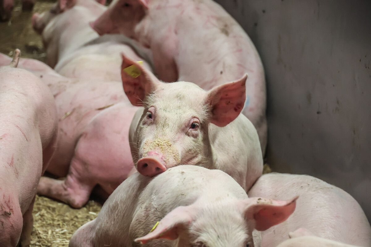 Der Mann erhielt die linke Lunge eines Schweins.⇒VN/Steurer