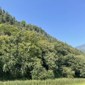 Waldwirtschaft mit Weitblick