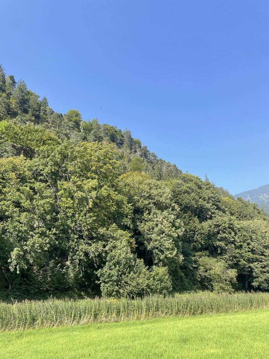 Der Nüziger Wald kommt auf den Prüfstand. Mit digitalen Methoden wird ein neuer Waldwirtschaftsplan erstellt. ⇒
⇒
Franziska Galehr