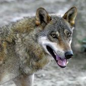 „Wir hatten so einen Wolf erst einmal“