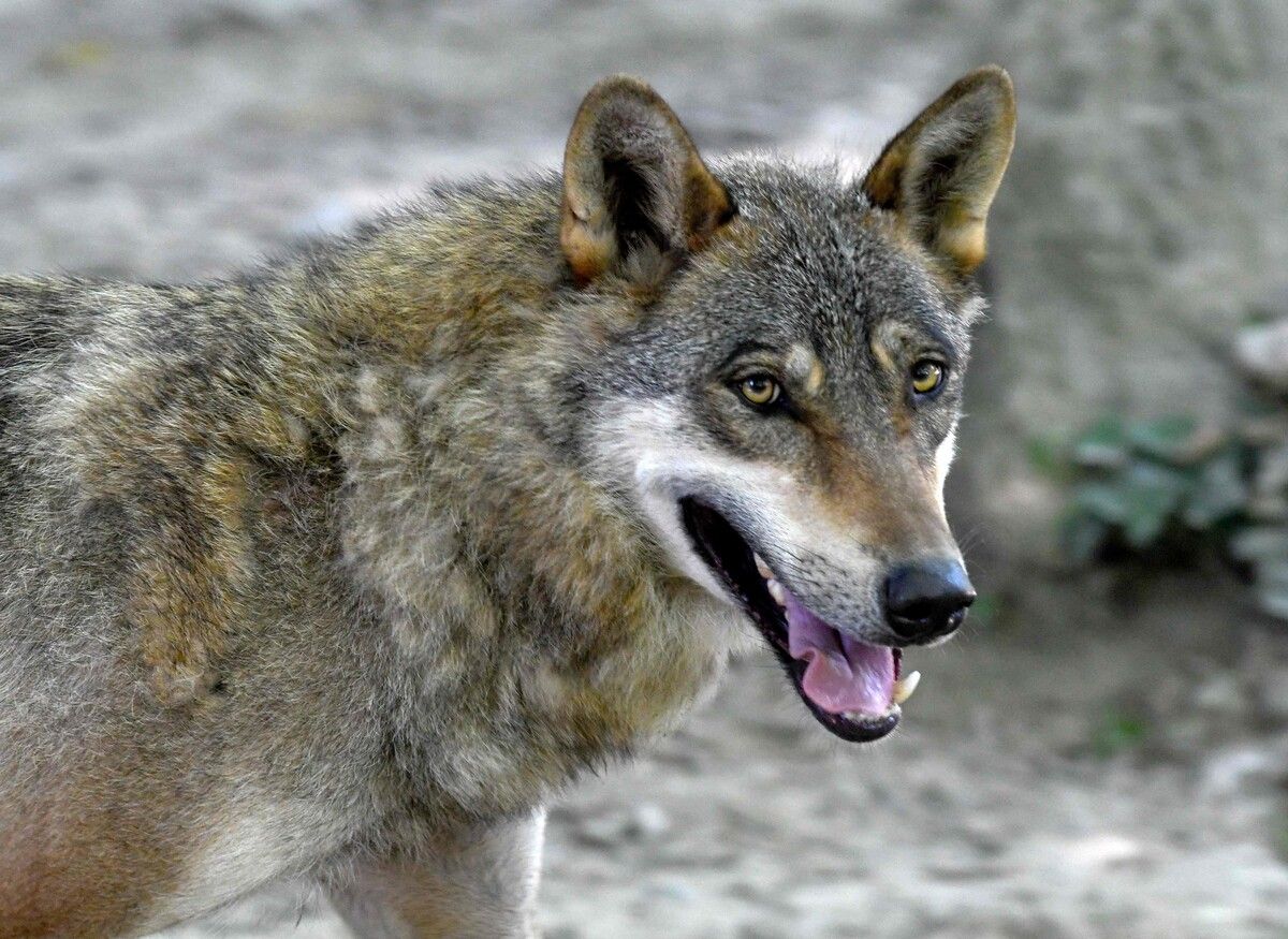 Der Wolf, der in Vorarlberg für die jüngsten Attacken verantwortlich ist, stammt aus der östlich-dinarischen Quellpopulation. ⇒apa