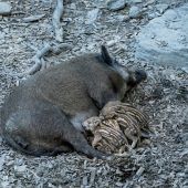 Borstiger Nachwuchs im Wildpark Feldkirch