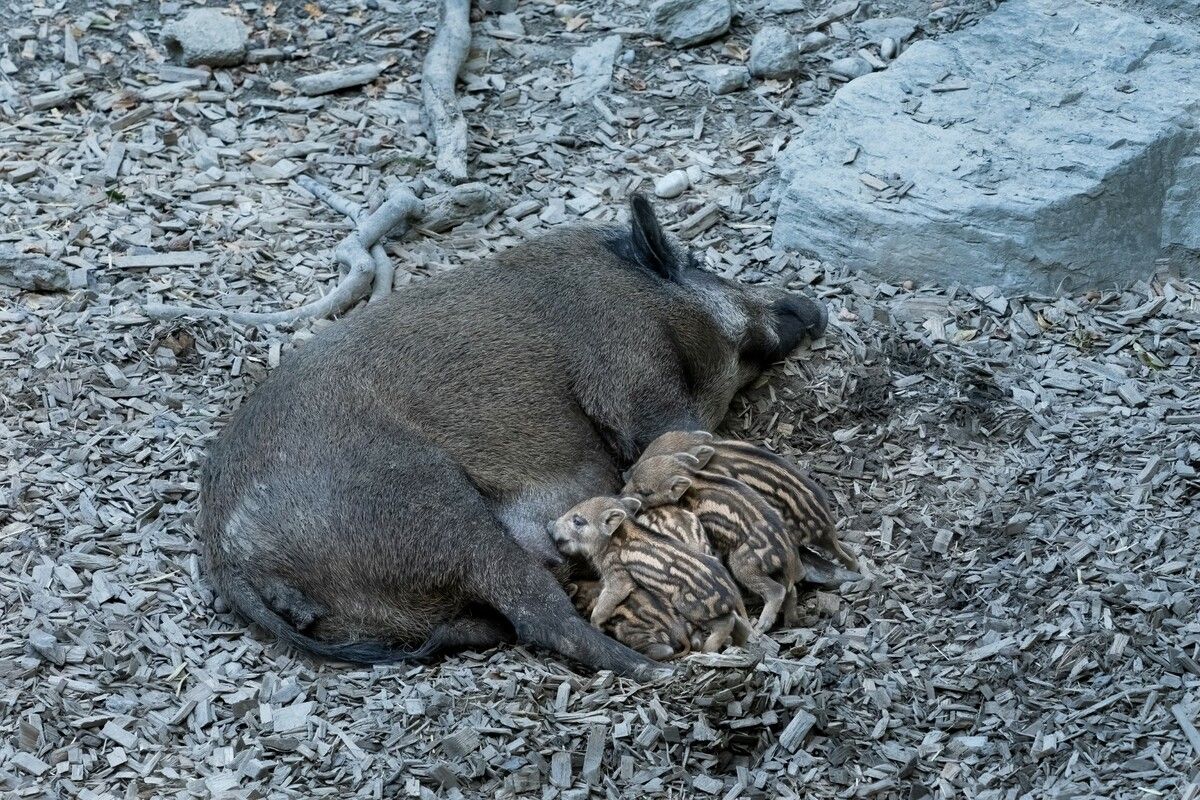 Die fünf Frischlinge im Wildschweingehege des Wildparks Feldkirch am Ardetzenberg.
⇒
Baumann