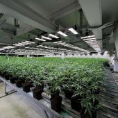 Cannabis-Zucht im großen Stil: ­Tatverdächtiger festgenommen