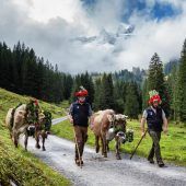 Alpabtrieb läutet Ende des Alpsommers ein