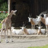 Spannende Begegnung