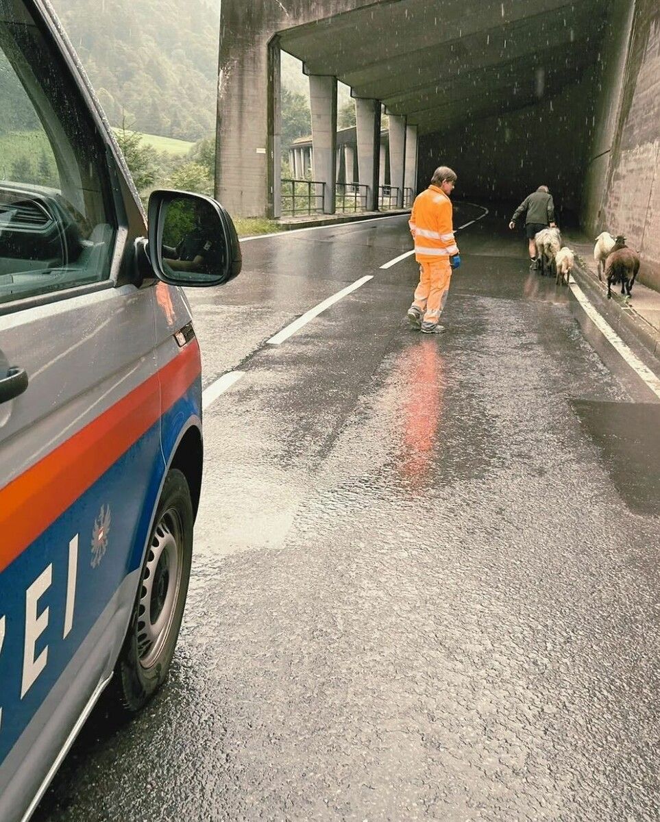 Gemeinsam mit Mitarbeitern des Landesstraßenbauamtes wurden die Schafe im Tunnel eingefangen.
