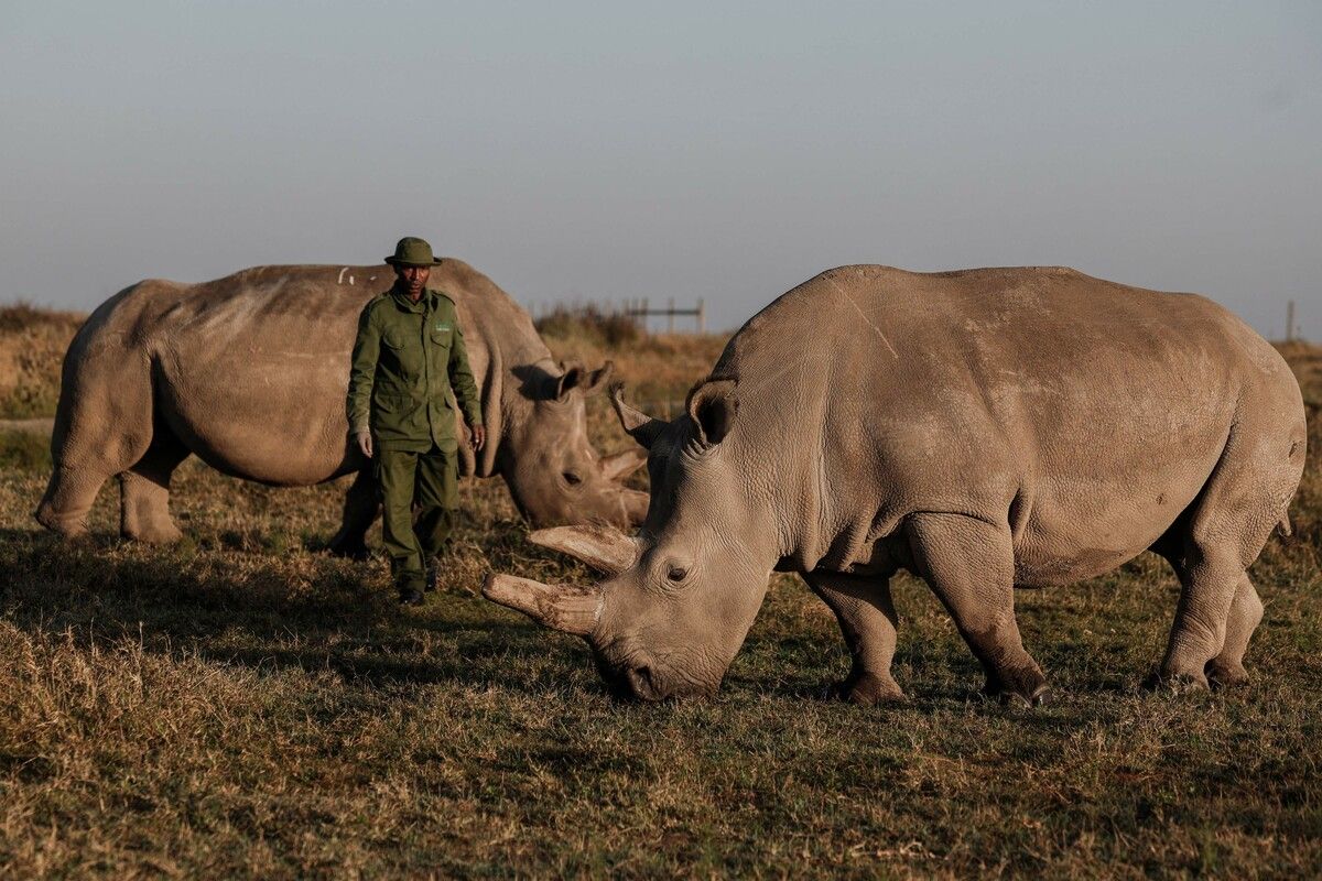 Jedes Jahr werden rund 500 Tiere wegen ihrer Hörner getötet.⇒AFP
