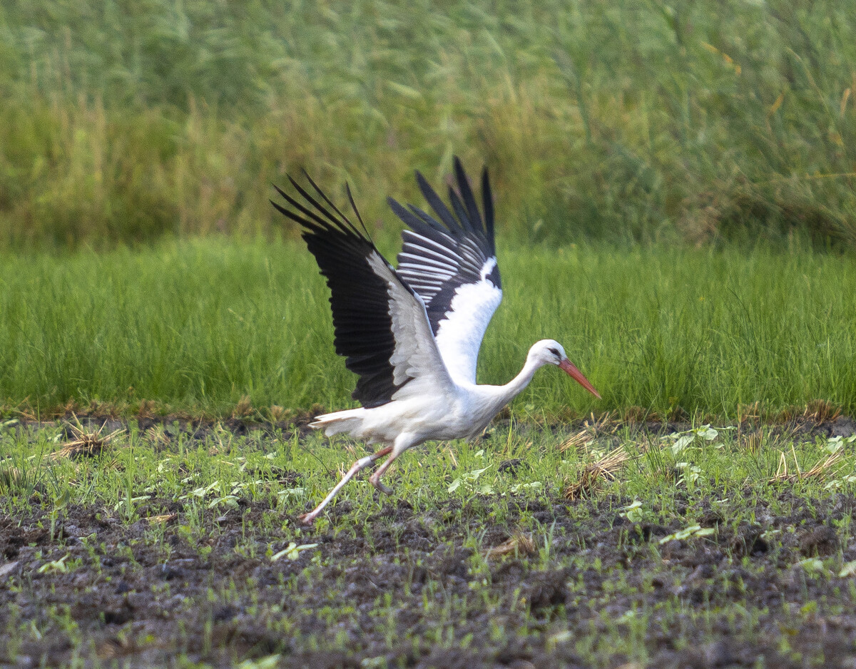 Keine Angst vor nassen Füßen: Ein Storch benötigt etwa 500 bis 700 Gramm Nahrung pro Tag. ⇒VN/Paulitsch