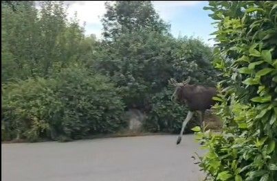 Polizisten in Korneuburg haben ein Video von Emil aufgenommen. ⇒Screenshot