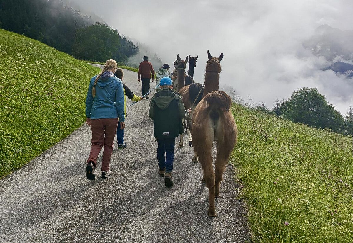 Wandern mit Lamas ist eines der Betreuungsangebote.⇒Alexander Stoiser