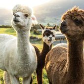 Flauschiges Treffen in Schwarzenberg