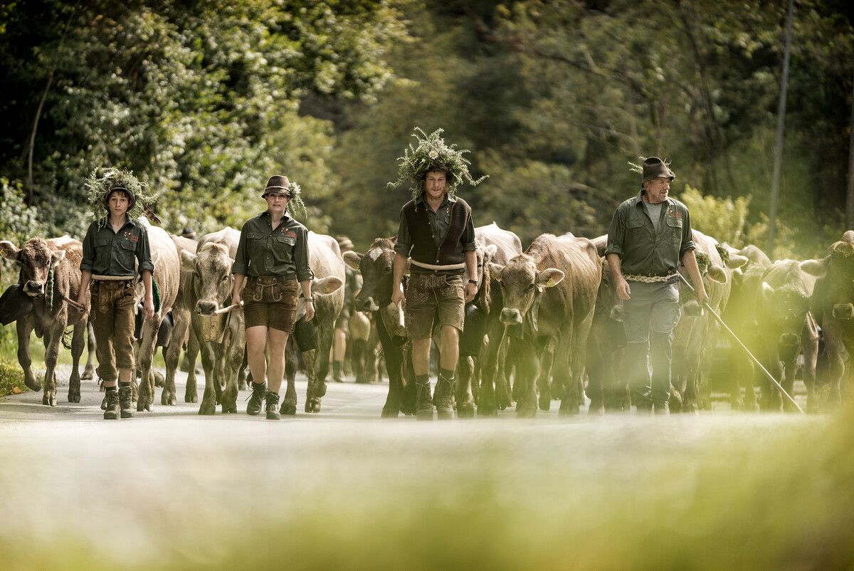 Am kommenden Wochenende wird das Vieh von Dornbirns Alpen zurück ins Tal getrieben.