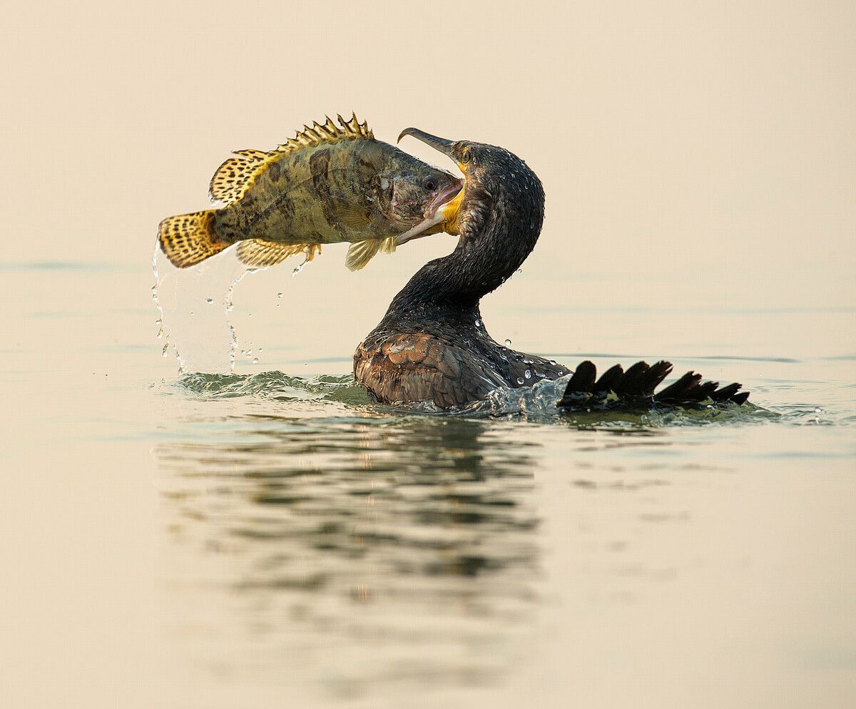 Augenblick des Erfolgs: Ein Vogel schnappt sich im perfekten Moment seine Beute. ⇒T. Wenming