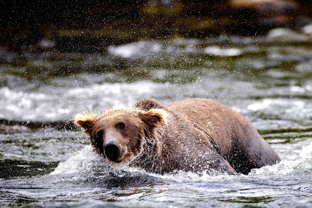 Bei der Fat Bear Week im Katmai-Nationalpark stimmen Fans weltweit über den dicksten Bären ab. ⇒MOORE/afp