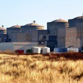 Quallen setzen Kühlung von AKW in Frankreich außer Gefecht