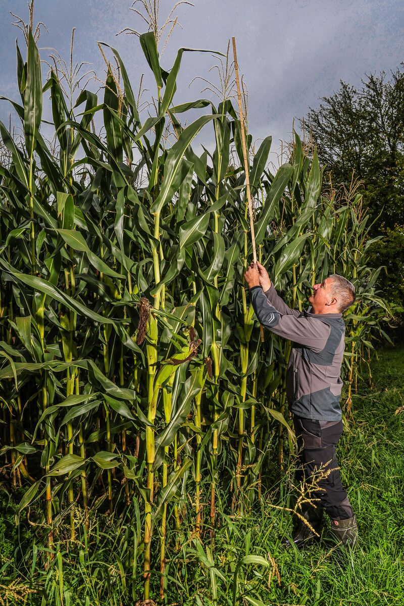 Da muss der Ried-Kenner doch glatt den Meterstab herausholen, um die Pflanze zu messen. Dreieinhalb Meter hoch ist sie.⇒VN/Steurer