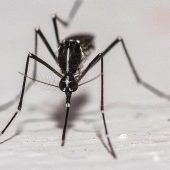 Chikungunya-Virus in Norditalien