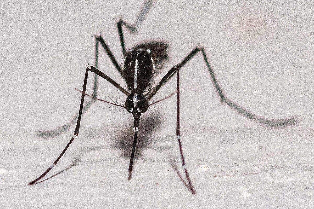 Das Chikungunya-Virus wird von Tigermücken übertragen.⇒AFP