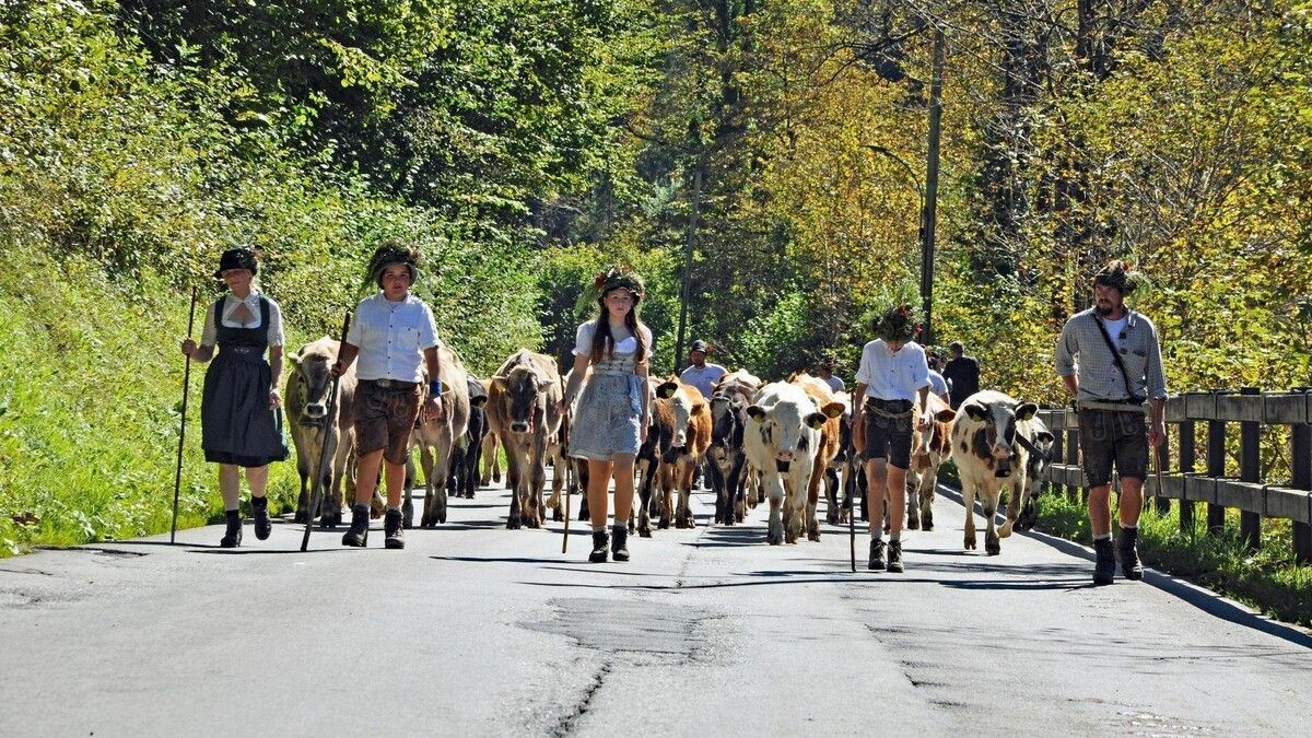 Der Dornbirner Alpsommer endet mit dem feierlichen Heimkommen der Älpler und ihrer Tiere.⇒LCF (2)