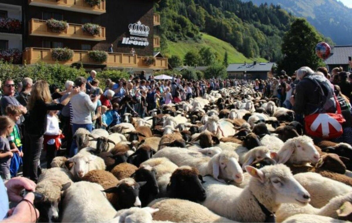 Der Einzug Hunderter blökender Wollknäuel ins Schoppernauer Zentrum, wo im Umfeld der Schaufschod auch traditionell die Älplerkilbi organisiert wird, muss heuer entfallen, soll aber im kommenden Jahr wieder stattfinden.⇒stp