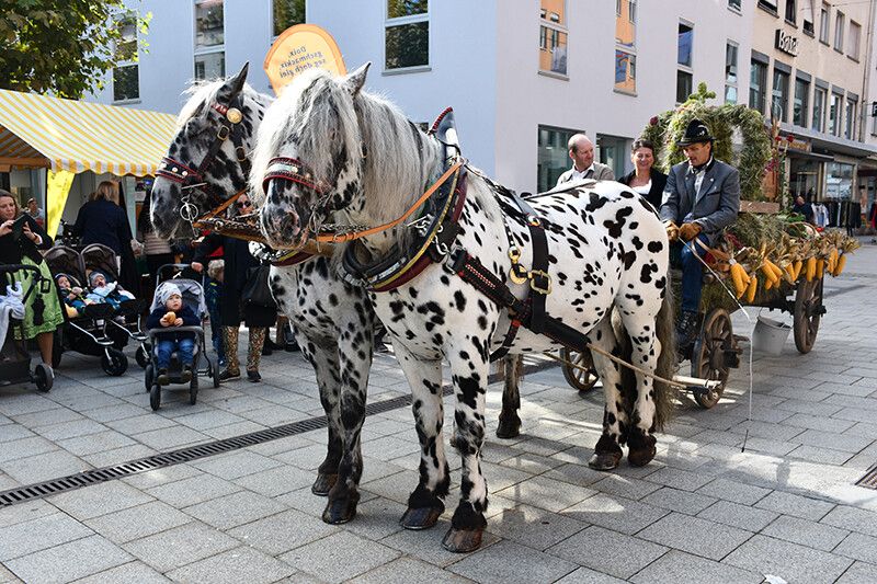 Der feierliche Einzug des Pferdefuhrwerks mit dem Erntedankwagen gehört zu den Höhepunkten des Erntedankfests.⇒LWK