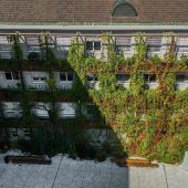 Grünfassade wächst über sich hinaus