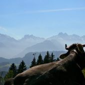Wanderer stirbt nach Kuhattacke