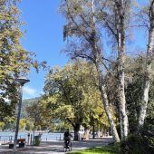 In den Seeanlagen wird Sandbirke gefällt